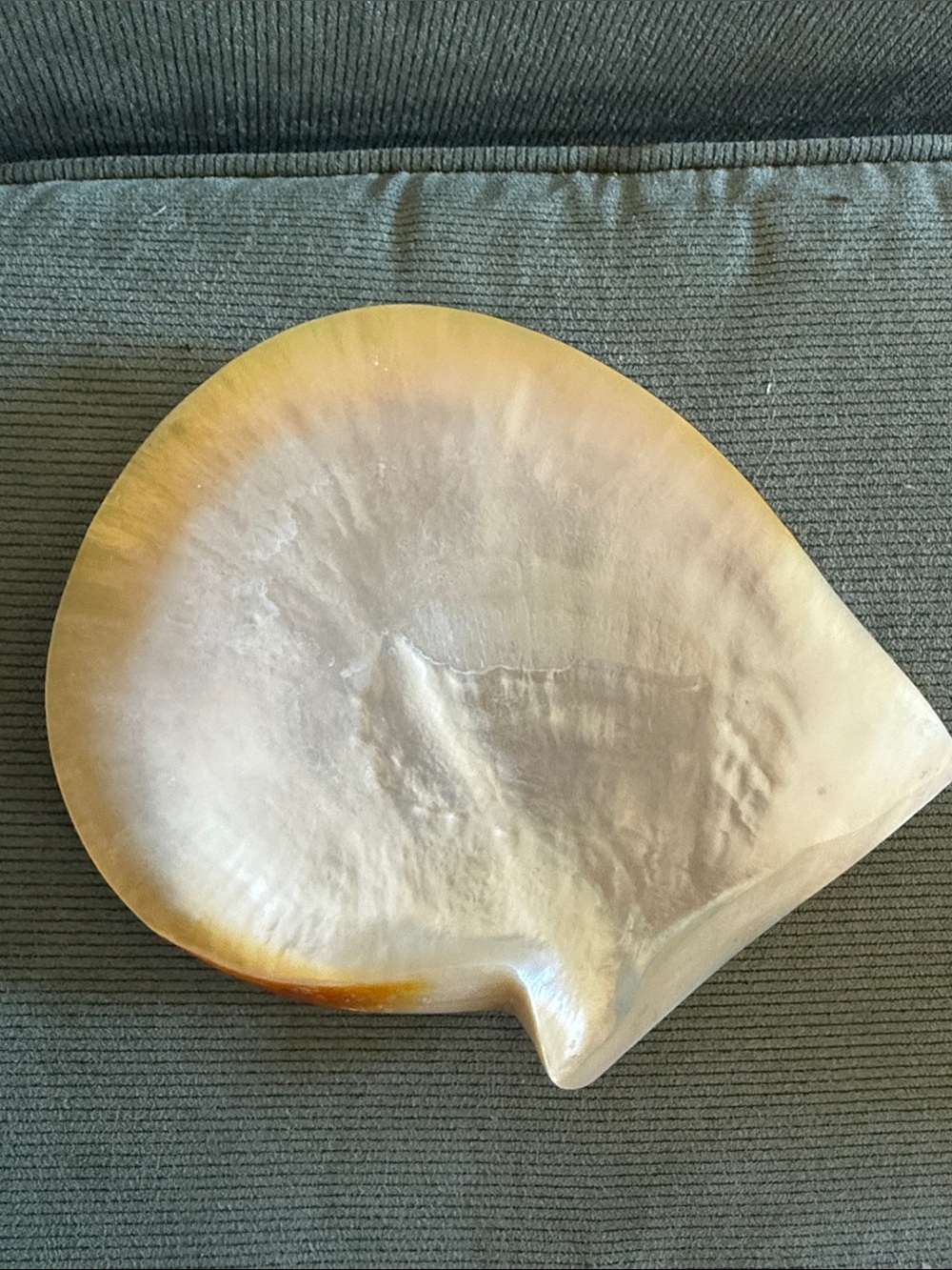 Large Nautical Seashell Decorative Accent - Yellow & Cream - Picture 3 of 4